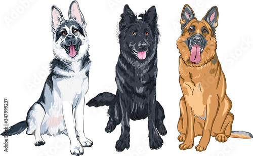 Vector set of Shepherd dogs, East European Shepherd, black Belgian Shepherd Dog or Groenendael and German shepherd with black mask and sable coat