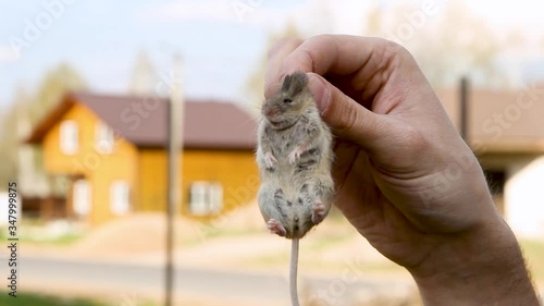 male hand holds a house mouse by the skin. field mouse spins and tries to break free, trying escape photo