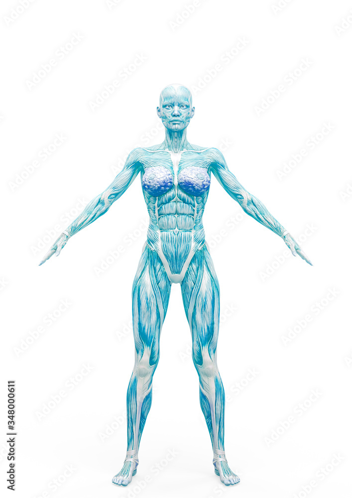 muscle woman standing up in white background