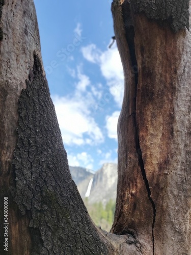 Through a tree's perspective