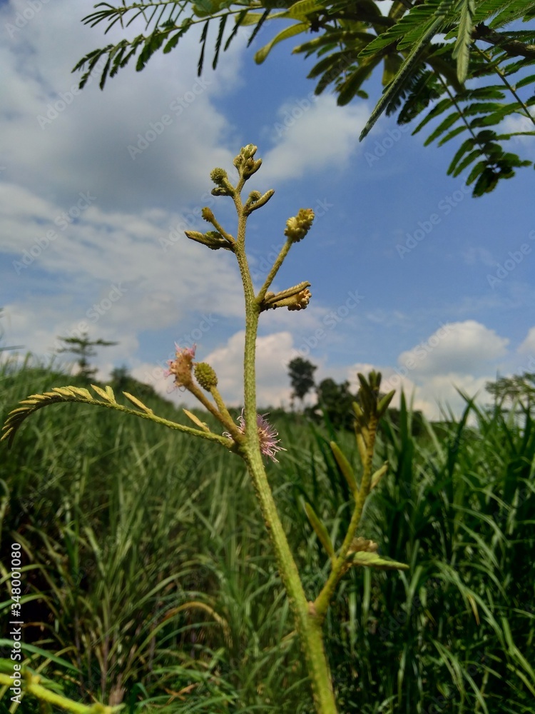 Obraz premium Mimosa pigra with natural background. Mimosa pigra, commonly known as the giant sensitive tree, (pigra = lazy, slow), is a species of the genus Mimosa, in the family Fabaceae.
