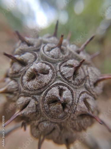 close up of a thistle