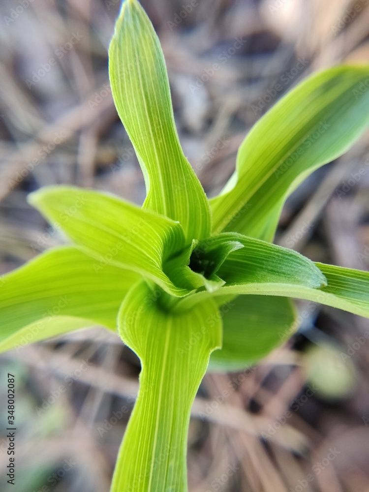 Obraz premium Green plant