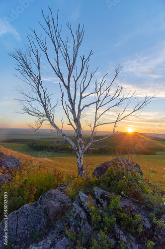 Lonely tree in a flowering steppe at sunset. Zabaykalsky Krai. Russia.