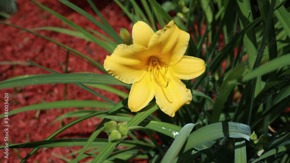 Fototapeta premium yellow daffodil flower