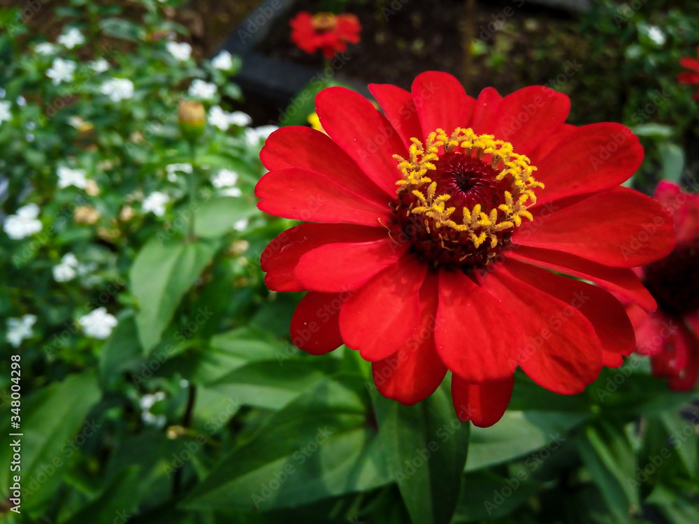 Close up of red dahlia flower Close up of red dahlia flower