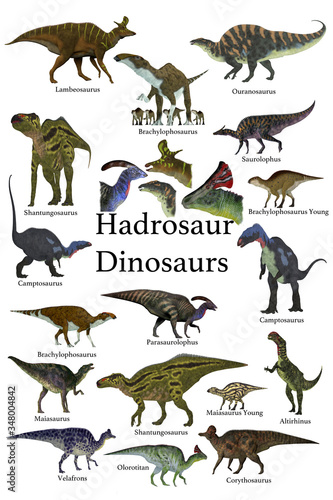 Hadrosaur Dinosaurs - This is a collection of ornithopod herbivorous Hadrosaur dinosaurs who have a duck-bill with some of them with a cranial crest.