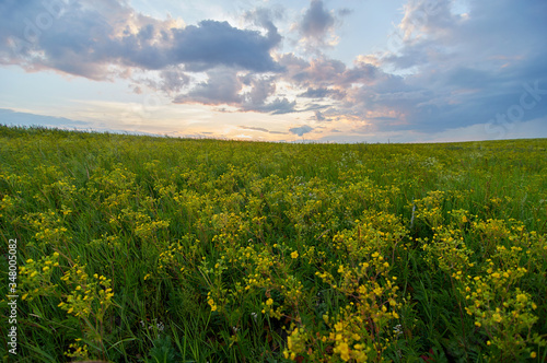 Fields of flowering grass under the evening sky. Zabaykalsky Krai. Russia.