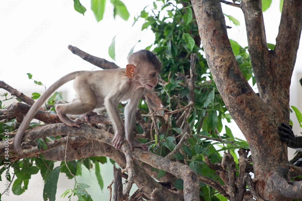 Fototapeta premium 可愛いサル