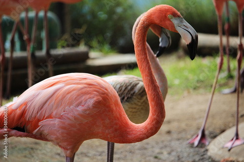 Portrait of  American flamingo (Phoenicopterus ruber)