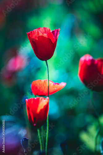 Poppies in a beautiful meadow during spring season