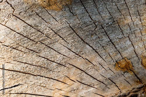 Background texture: grain on cross cut wood  16 © Christian