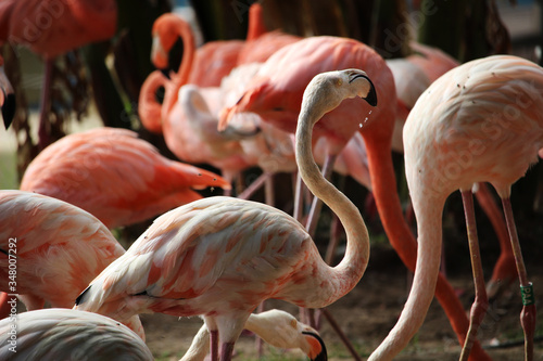 Billede på lærred Flamencos rojos o flamencos del Caribe (Phoenicopterus ruber)