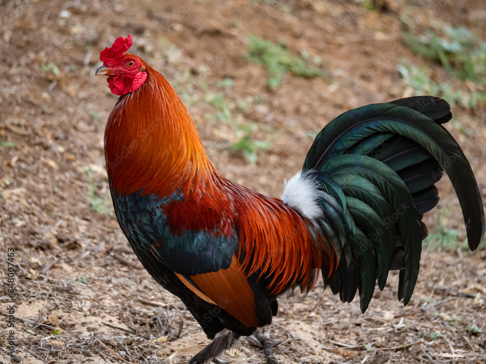 Wild and feral chicken rooster in Maui, Hawaii Wild and feral chicken rooster in Maui, Hawaii