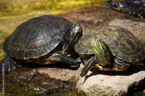 Close up of turtles of the specie called red-eared slider (Trachemys scripta elegans). Also known as the red-eared terrapin or red-eared slider turtle, 