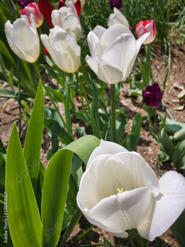 It's a nice day. The tulip at the top greets everyone.