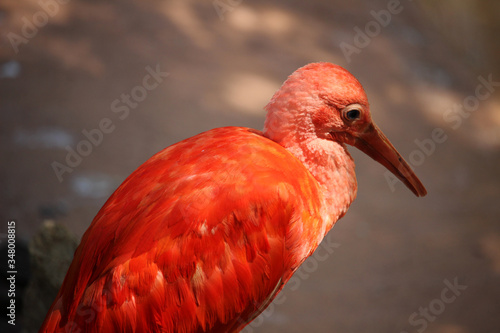 Ibis escarlata​, también llamado corocoro rojo, corocoro colorado, corocora, garza roja, sidra o guará. (Eudocimus ruber) photo