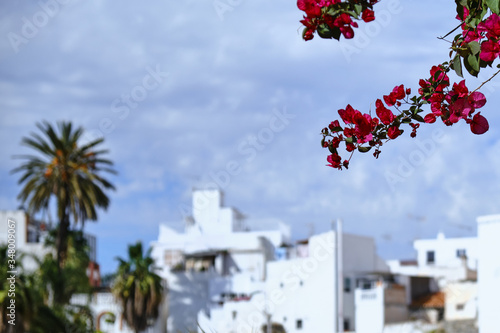 Flores de la arboleda y palmera enmarcando unos edificios