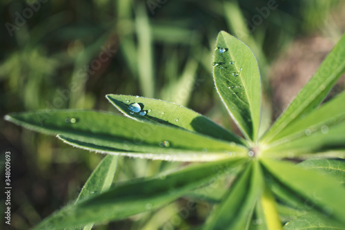 Young, green leaves with dew drops of the Lupine plant in the rays of the summer sun.