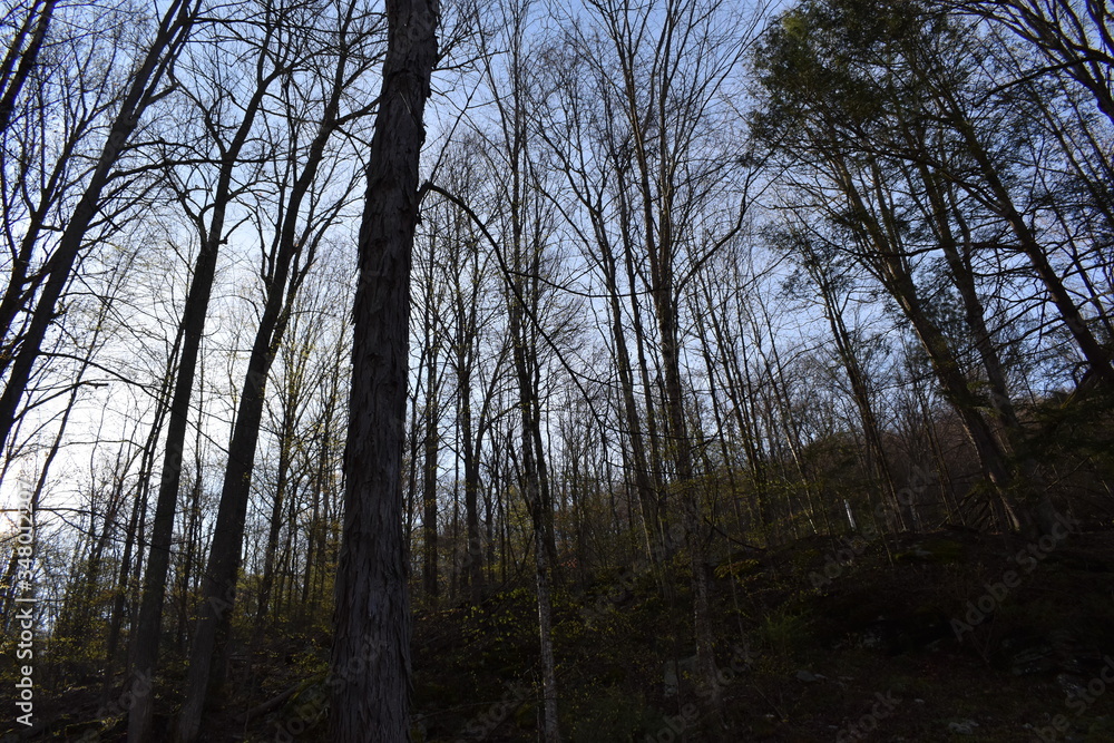 Naklejka premium trees in the forest