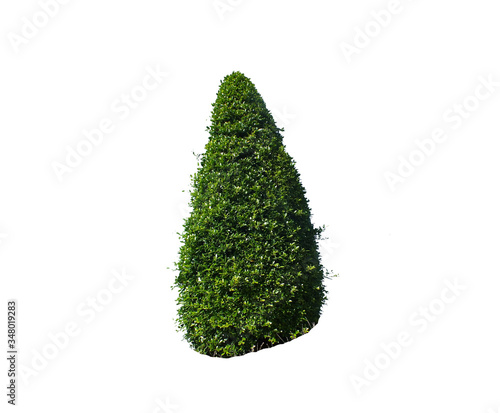 Fotografía Solitary Ornamental Tree With Garden Design, Ornamental Plant Gardening In tropical countries, it is popular to decorate houses