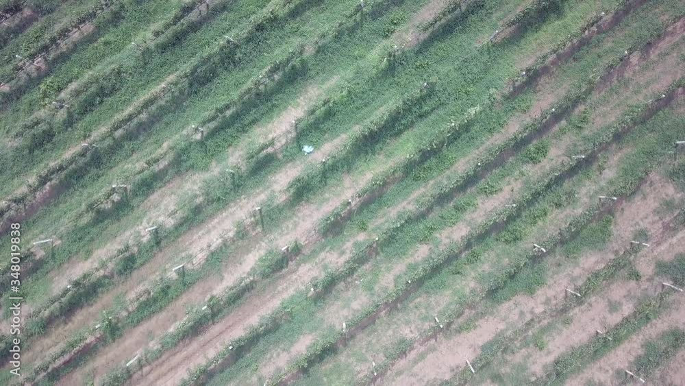 Overhead drone shot of vineyards Overhead drone shot of vineyards