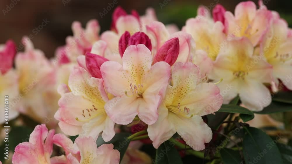 Red and pink flowers of rhododendron, UK Red and pink flowers of rhododendron, UK