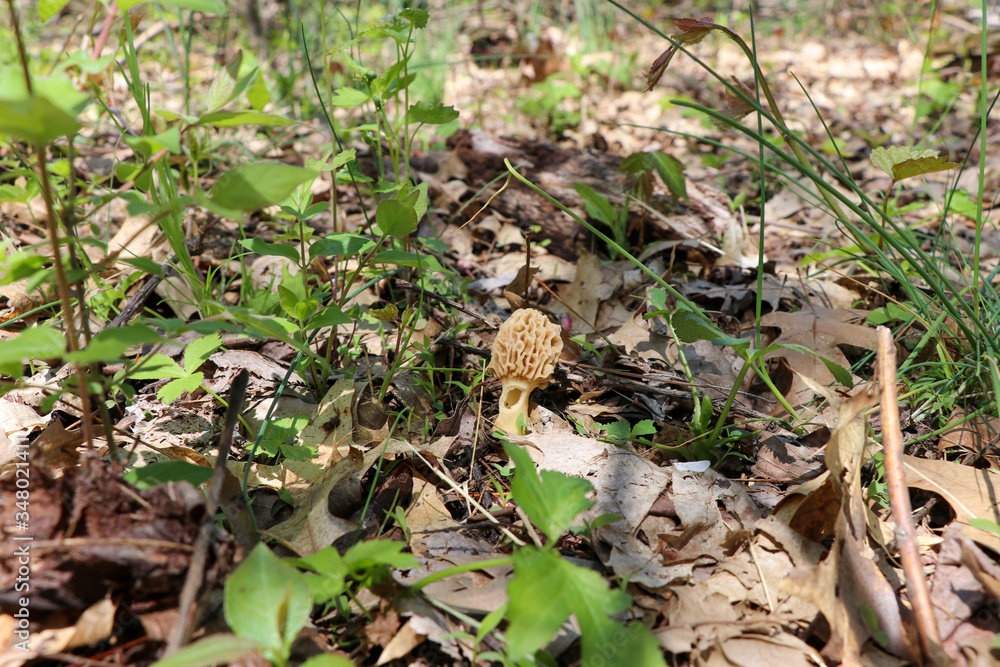 A true morel (Morchella) growing in the woods A true morel (Morchella) growing in the woods