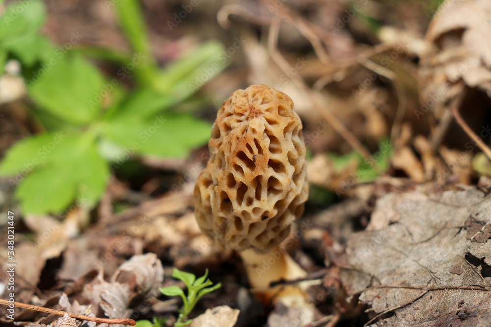 A true morel (Morchella) growing in the woods A true morel (Morchella) growing in the woods