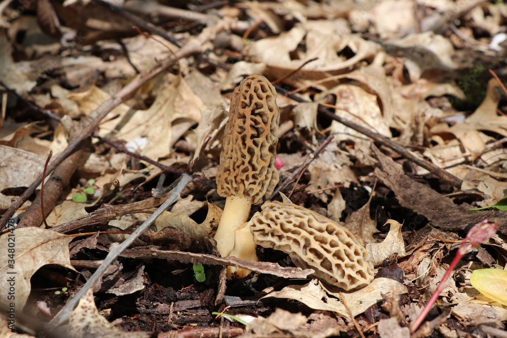Fototapeta premium A true morel (Morchella) growing in the woods
