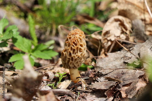 A true morel (Morchella) growing in the woods