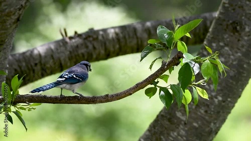 Blue Jay Cleaning Bill on a Branch photo