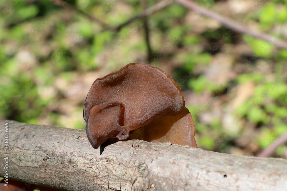 Wood ear mushroom (Auricularia auricula-judae) growing on a stick Wood ear mushroom (Auricularia auricula-judae) growing on a stick