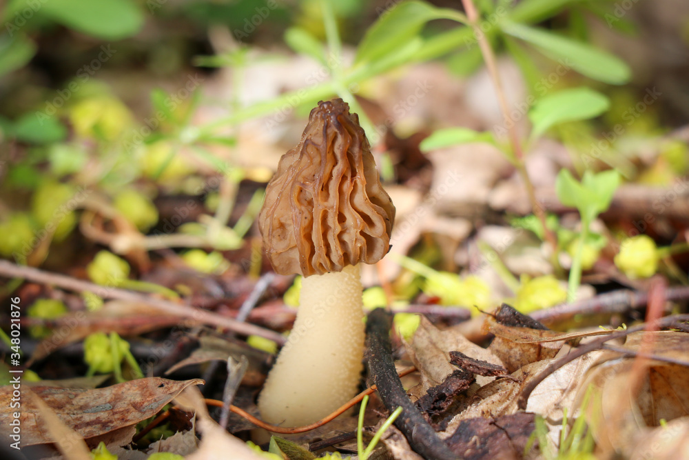 A true morel (Morchella) growing in the woods A true morel (Morchella) growing in the woods