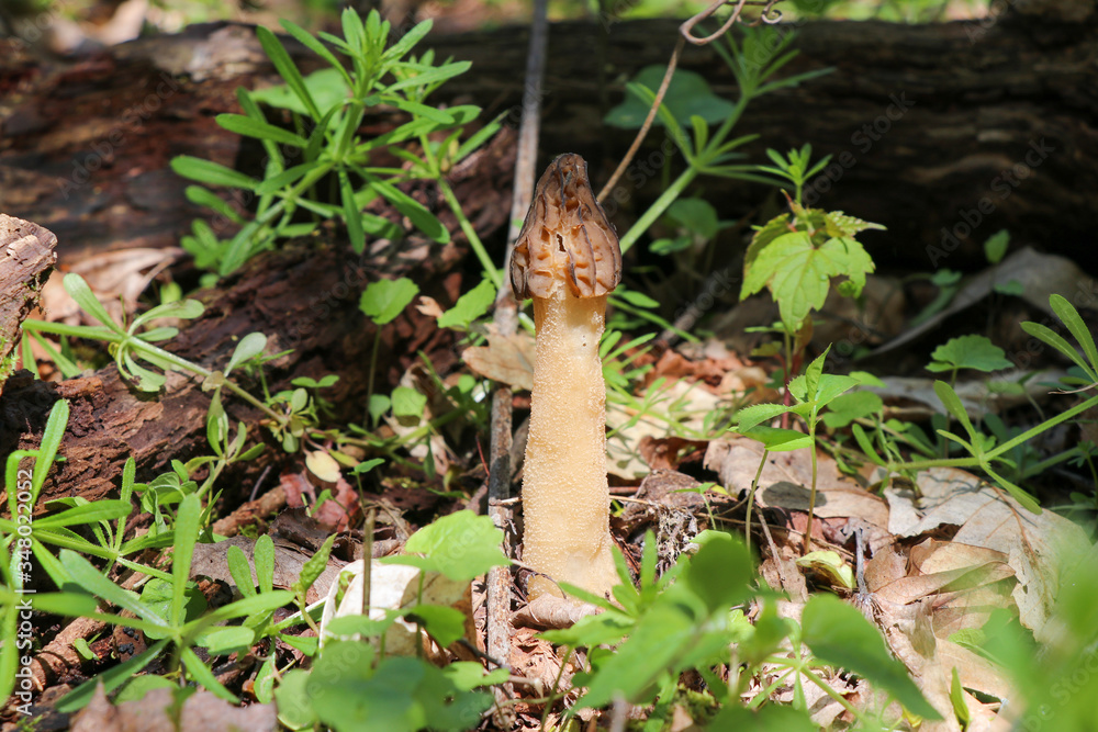 A true morel (Morchella) growing in the woods A true morel (Morchella) growing in the woods