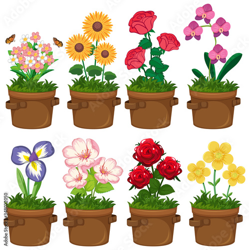 Beautiful flowers in the garden on white background