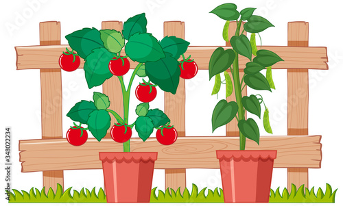 Green peas and tomatoes growing in the garden