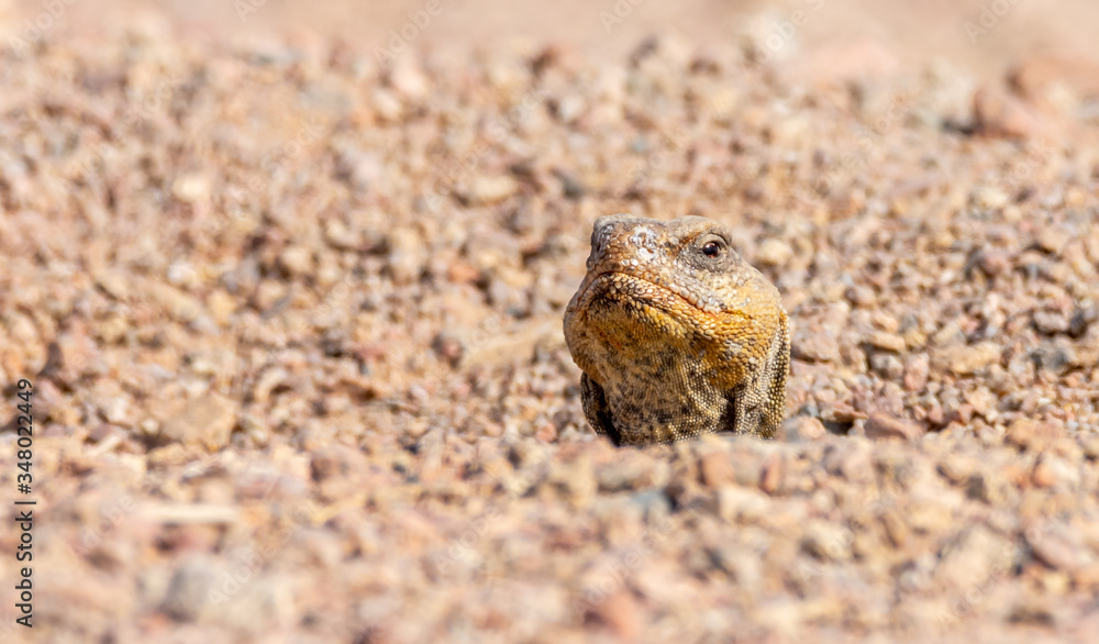 Naklejka premium Uromastyx ornata, commonly called the ornate mastigure, is a species of lizard in the family Agamidae.