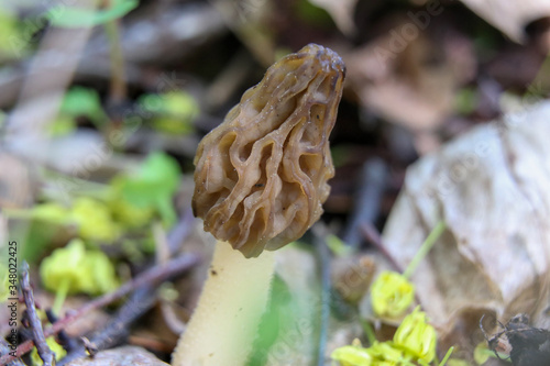 A true morel (Morchella) growing in the woods