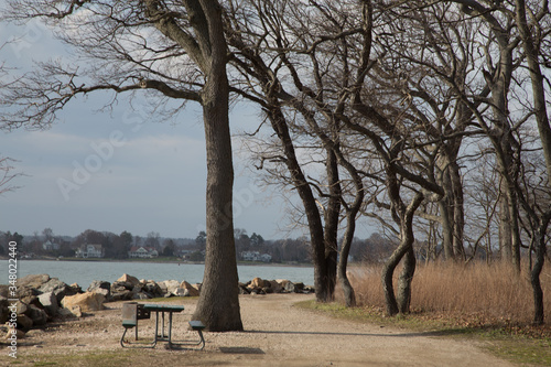 tree in the park