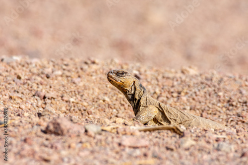 Uromastyx ornata, commonly called the ornate mastigure, is a species of lizard in the family Agamidae.