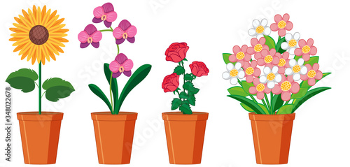 Beautiful flowers in pots on white background