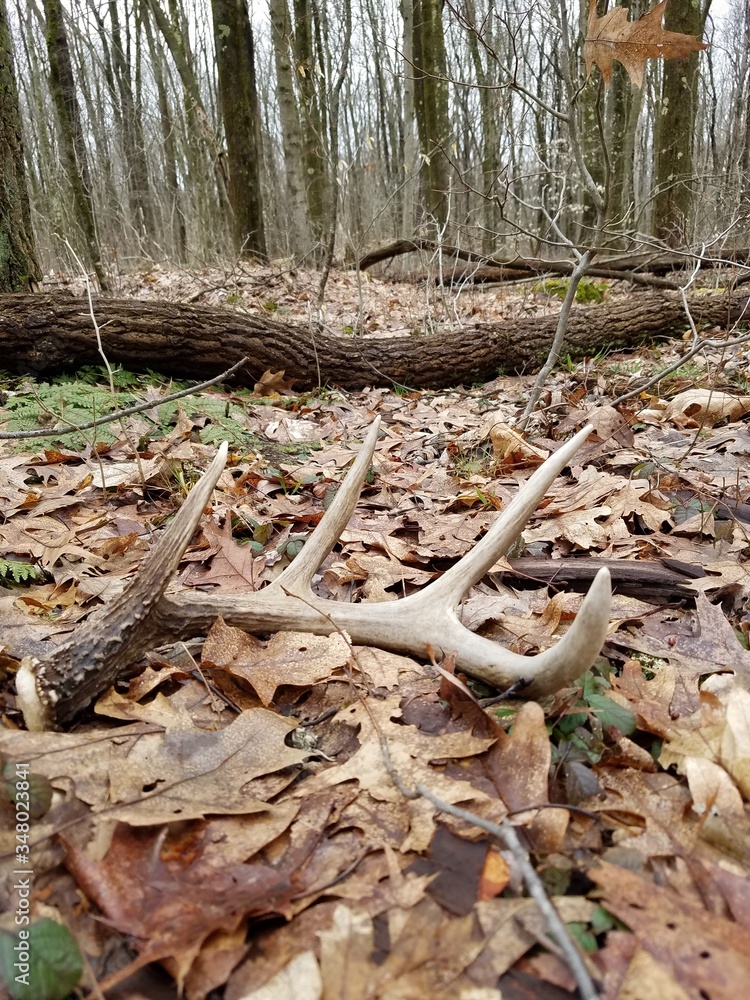 roots in the forest roots in the forest