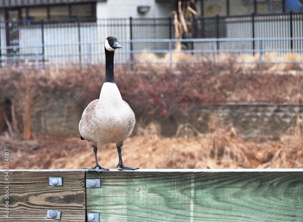 Fototapeta premium Goose on Guardrail