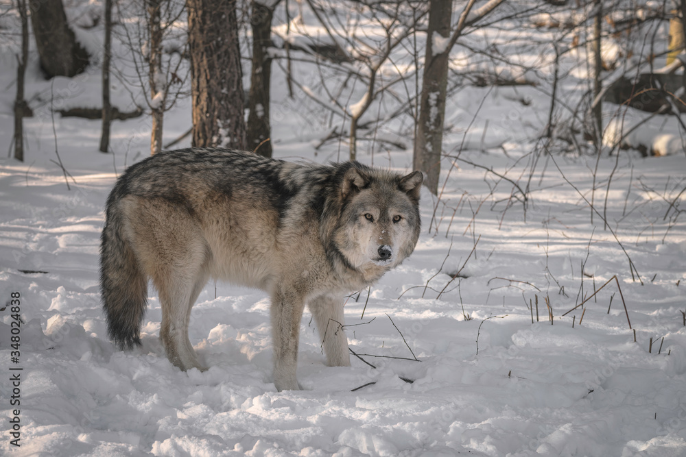 Gray wolf (also known as a Timber Wolf)in the snow