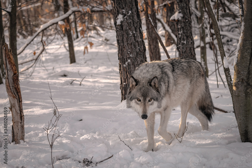 Naklejka premium Gray wolf (also known as a Timber Wolf)in the snow