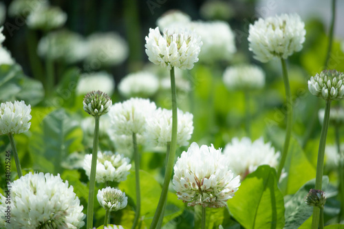 Flowers of white clover	 photo