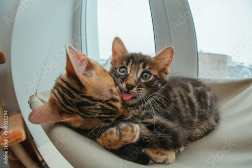 Two cute bengal kittens gold and chorocoal color laying on the cat's window bed and relaxing liking and washing each other.