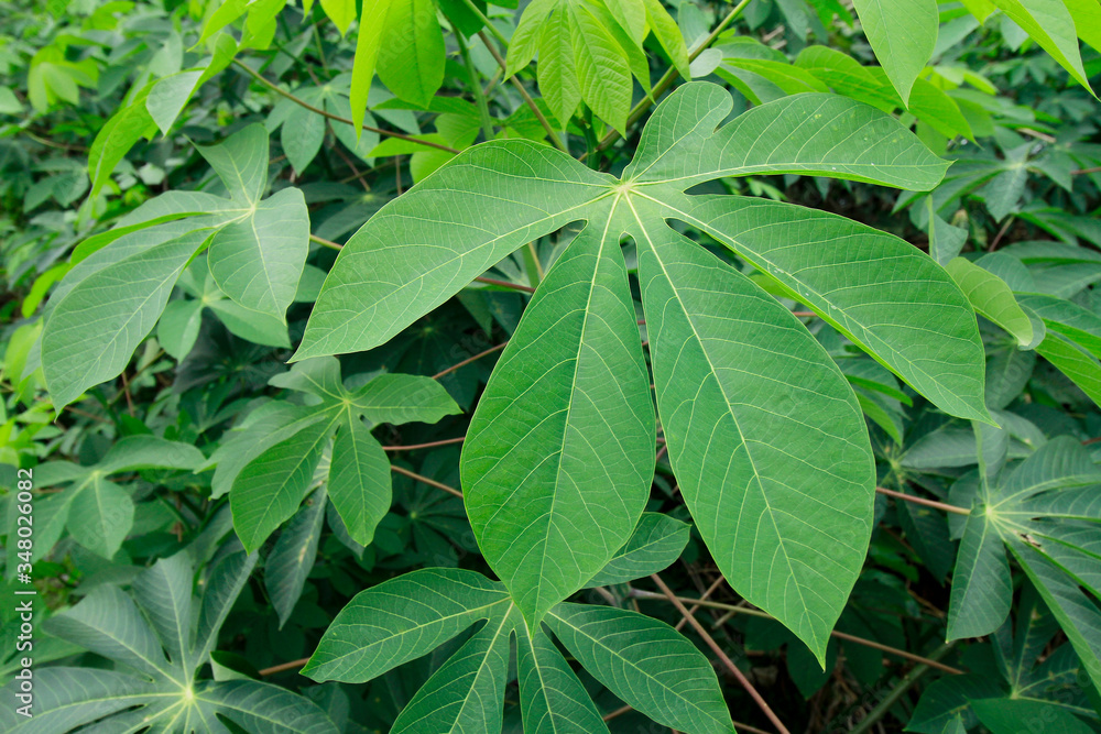 close up of green cassava leaves close up of green cassava leaves
