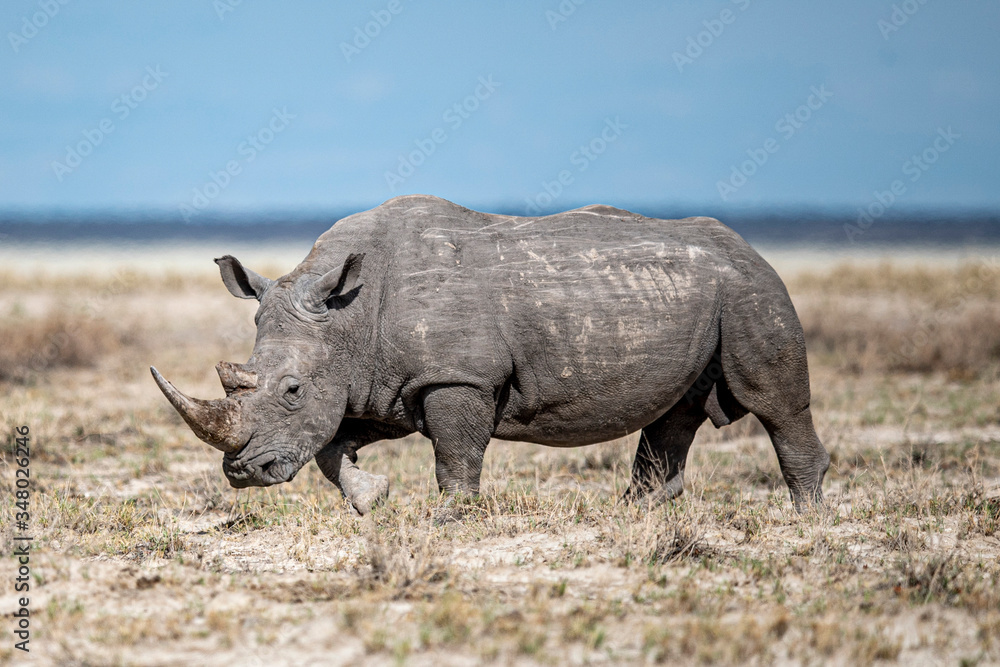 Obraz premium Rhinoceros in Etosha National Park